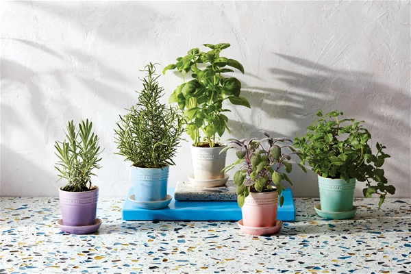 Le Creuset Ceramic Herb Planter 3 Le Creuset Ceramic Herb Planter