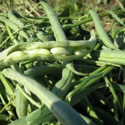 Rancho Gordo Flageolet Beans - 1 Lb.