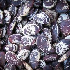 Rancho Gordo Christmas Lima Beans - 1 Lb.