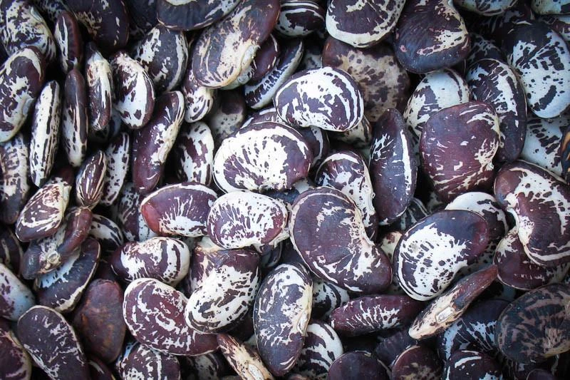 Rancho Gordo Christmas Lima Beans - 1 Lb. 3 Rancho Gordo Christmas Lima Beans - 1 Lb.